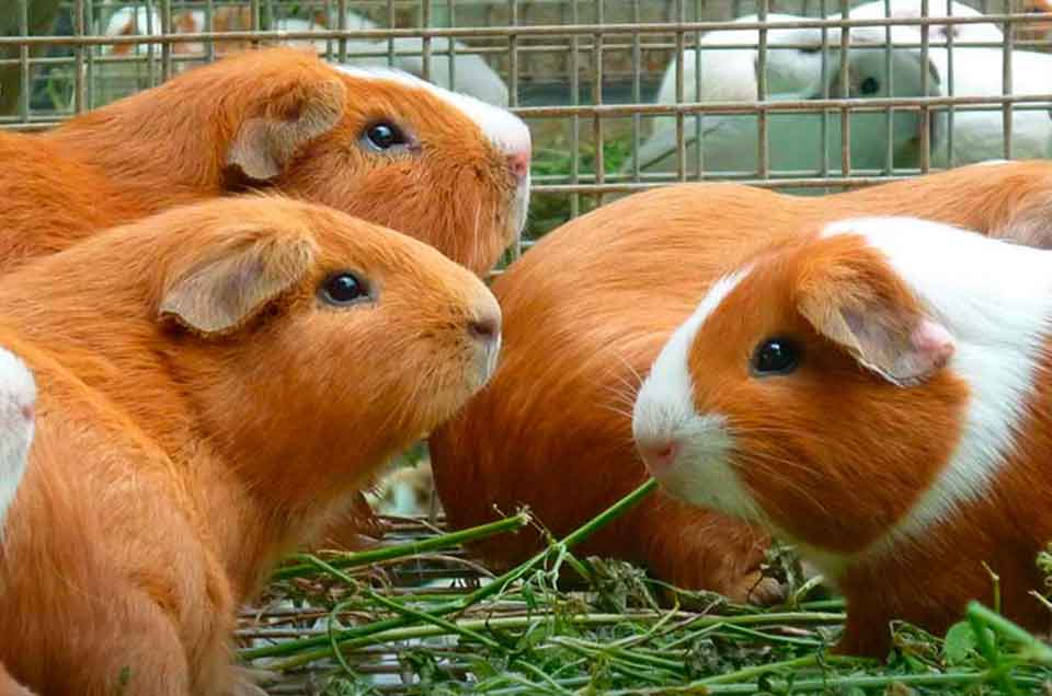 7 Fascinating Facts About the Peruvian Guinea Pig (Cuy) You Need to Know