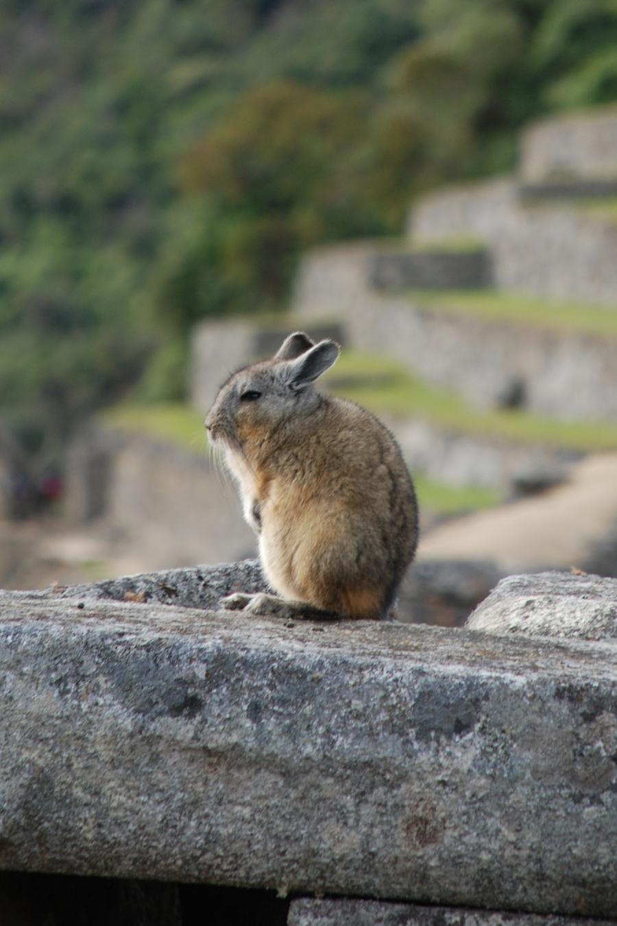 Flora and Fauna Machu Picchu Peru