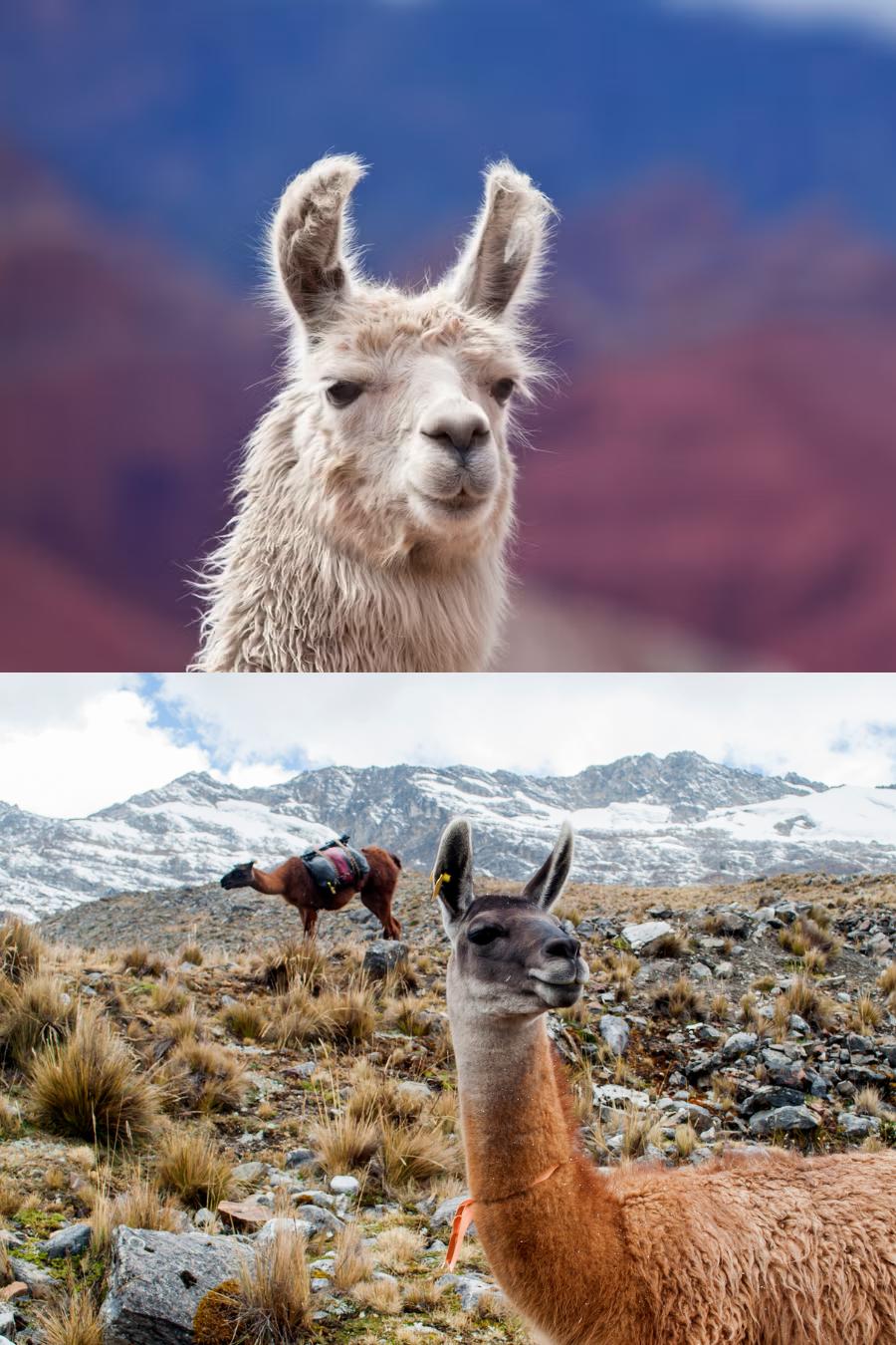 Flora and Fauna in Machu Picchu Peru