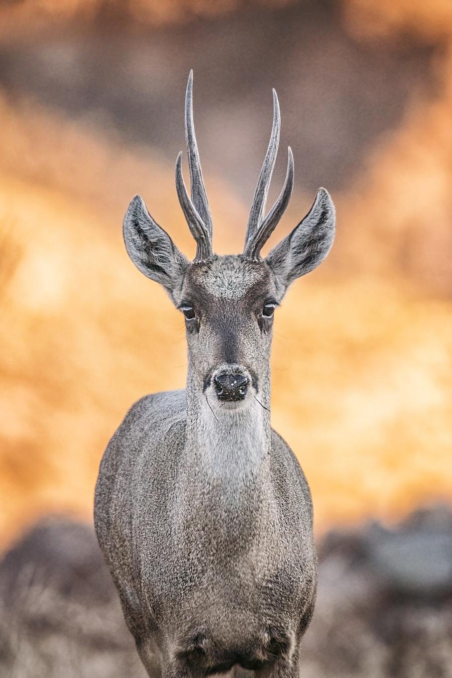 Flora and Fauna in Machu Picchu