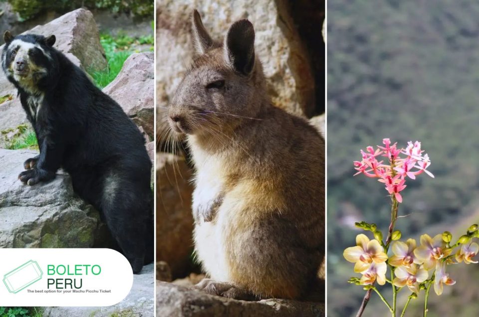 Flora and Fauna in The Heart of Machu Picchu