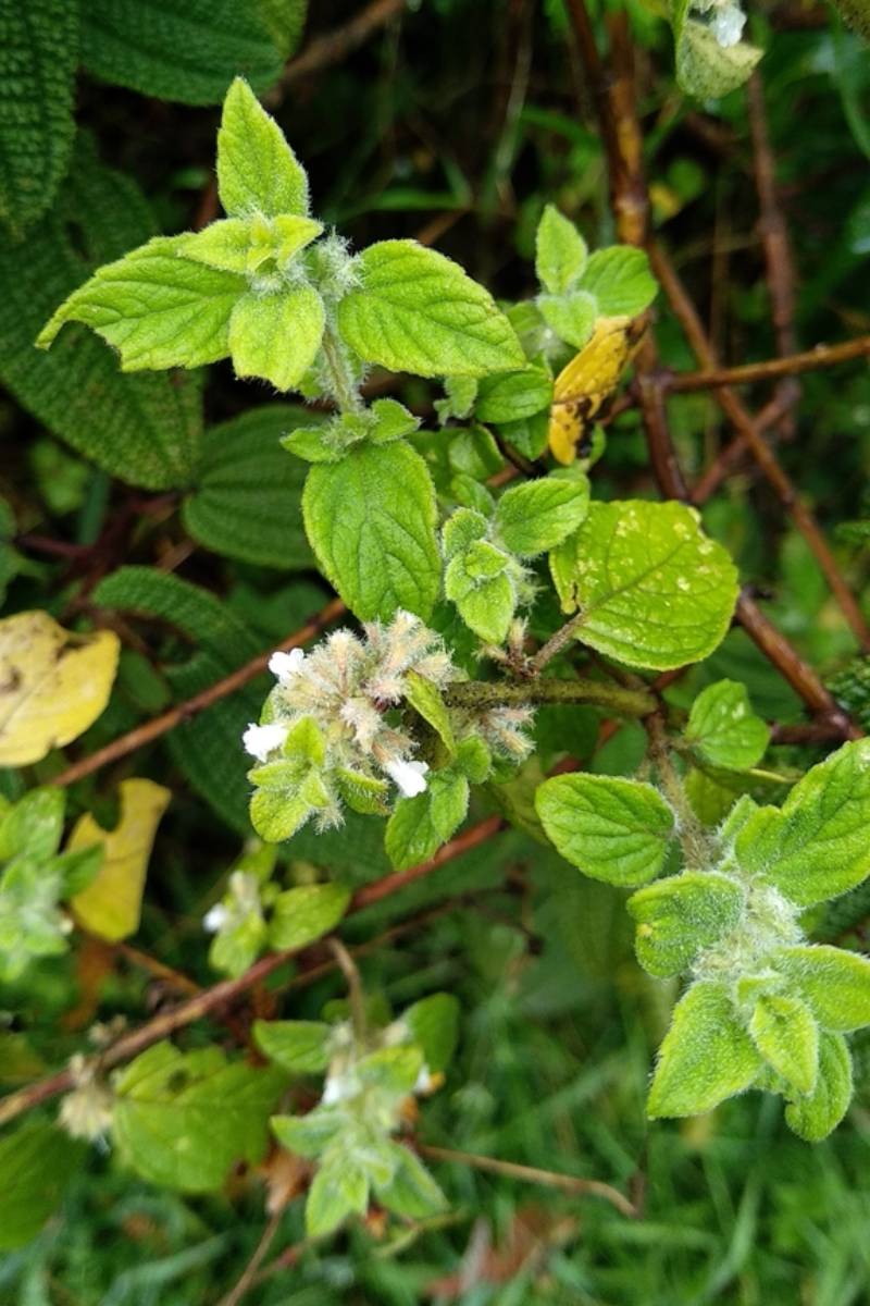 Machu Picchu Peru Plant