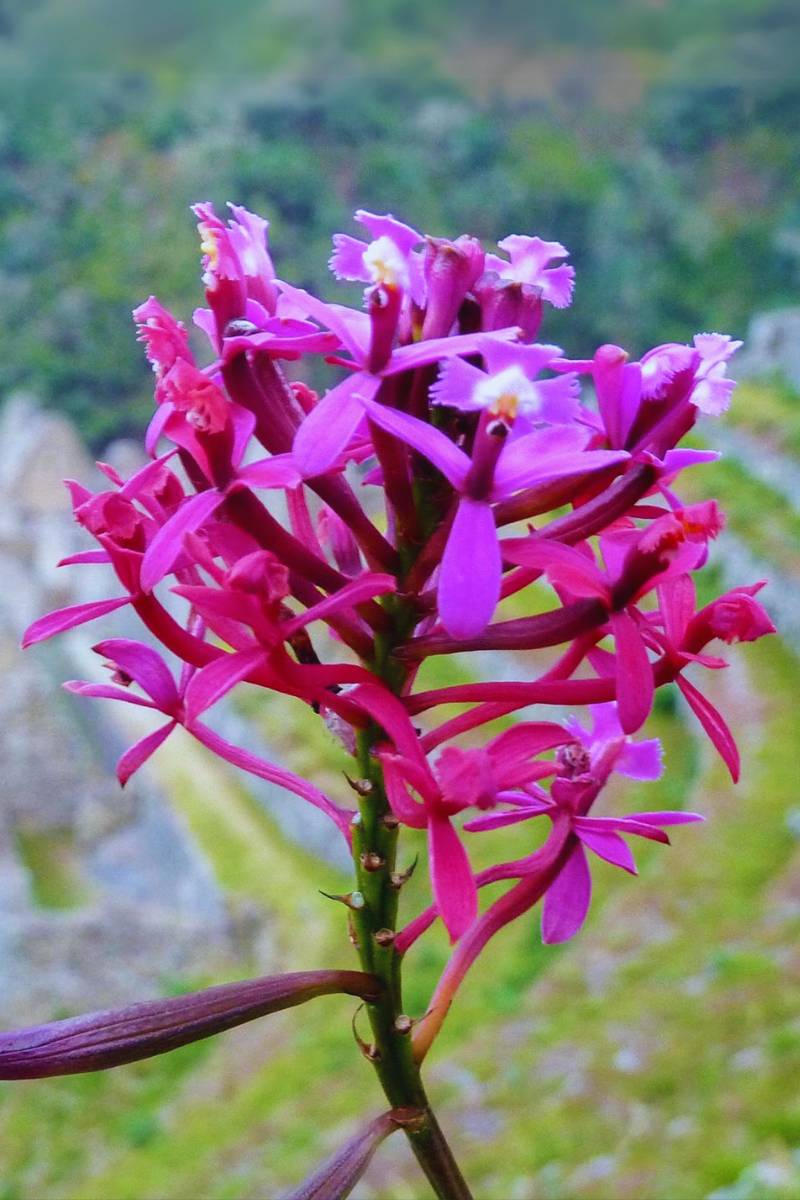 Machu Picchu Plant