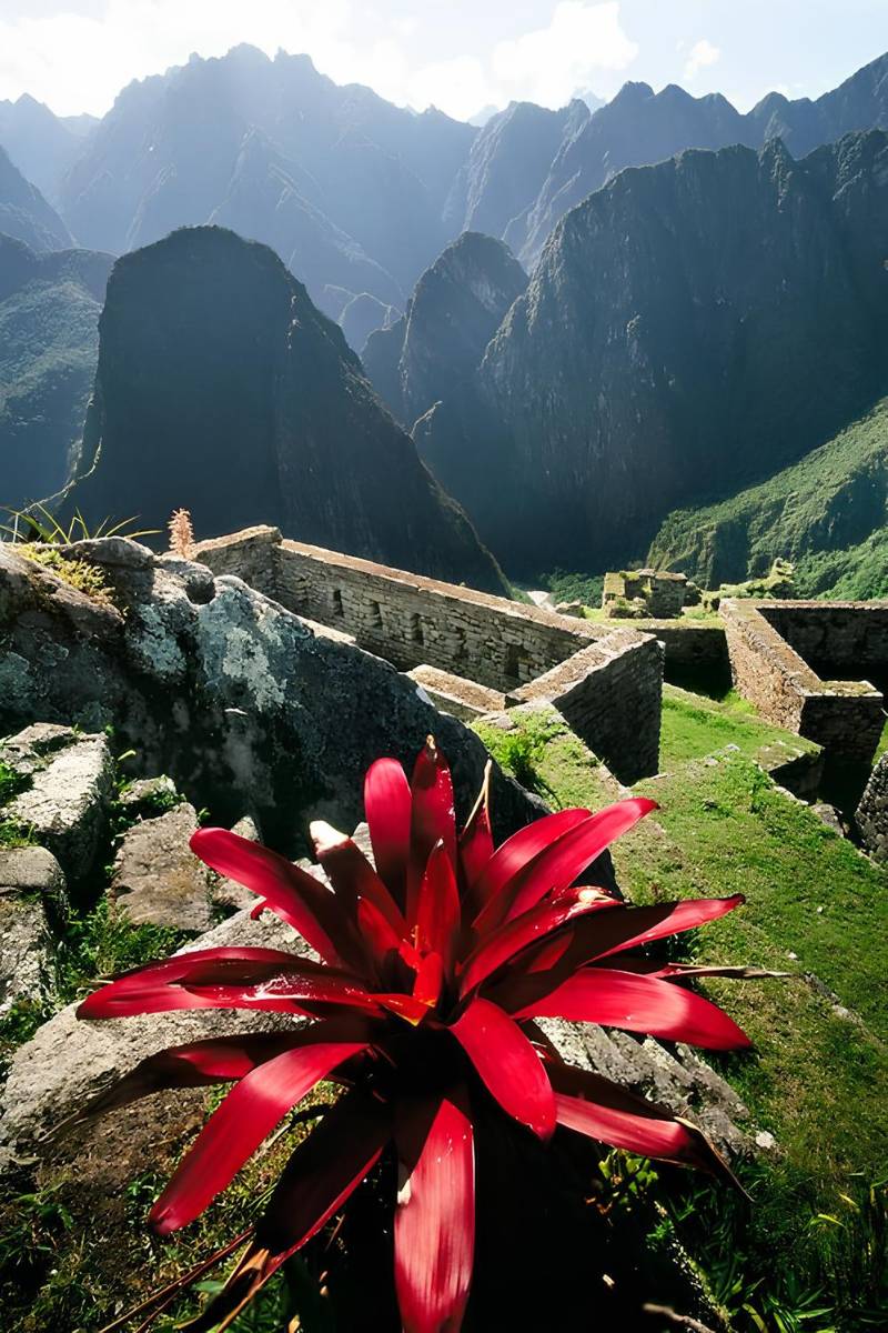 Machu Picchu Plants