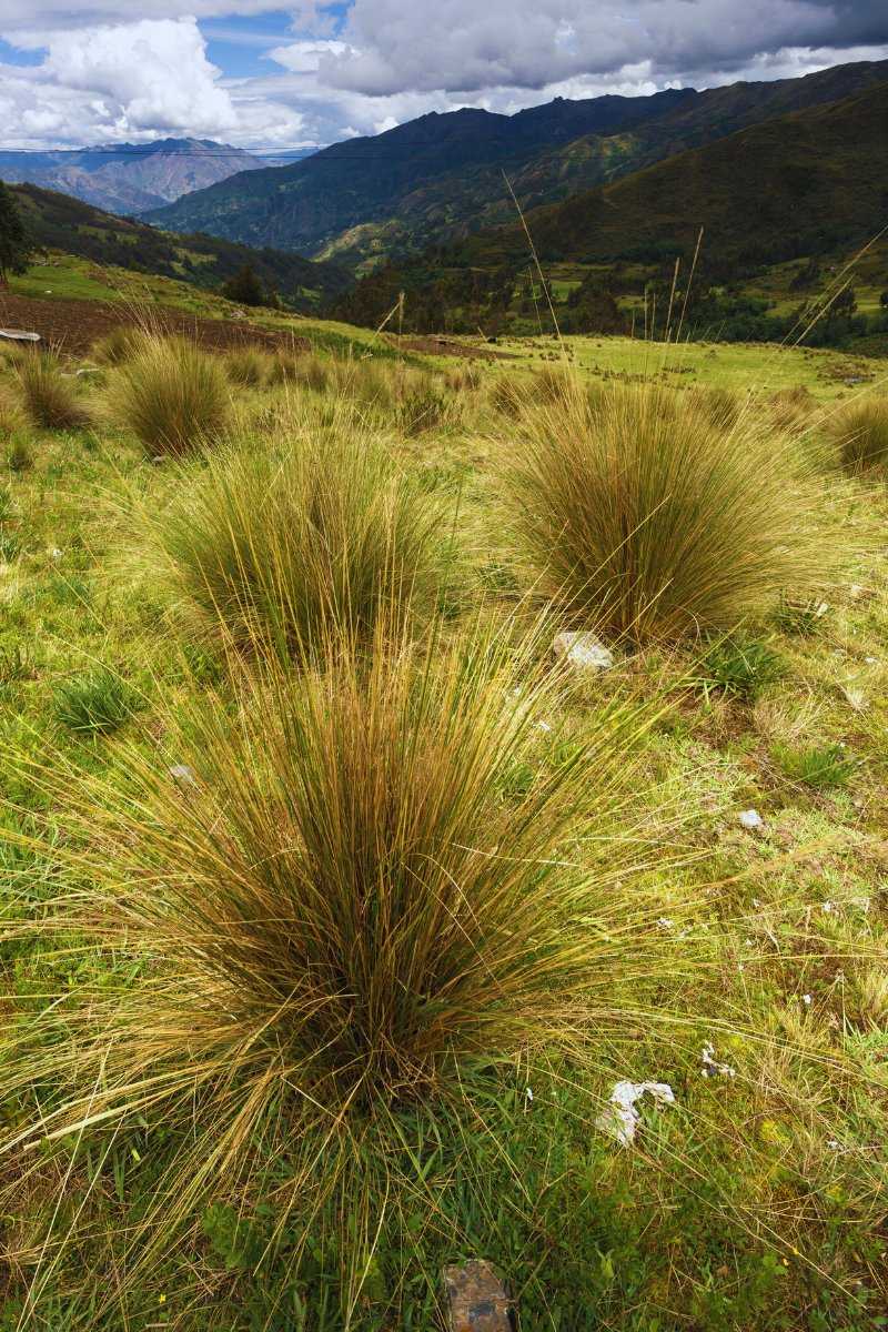 Plant Machu Picchu