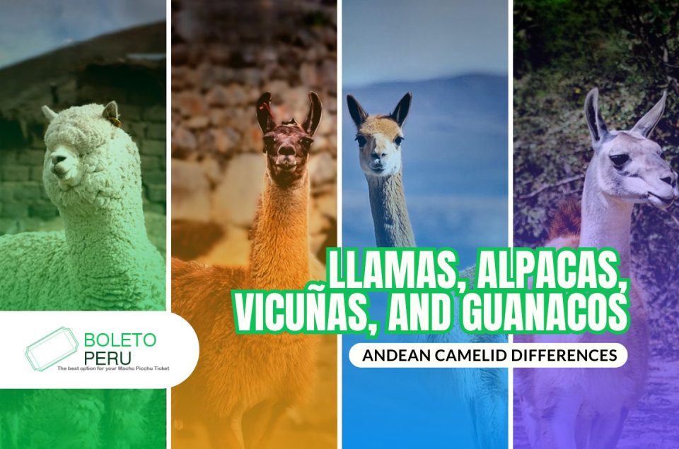 Llama, Alpaca, Vicuna and Guanaco: How to tell them apart