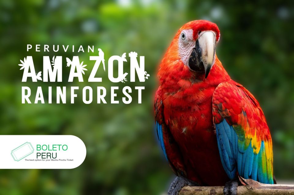 A Journey Through the Peruvian Amazon Rainforest