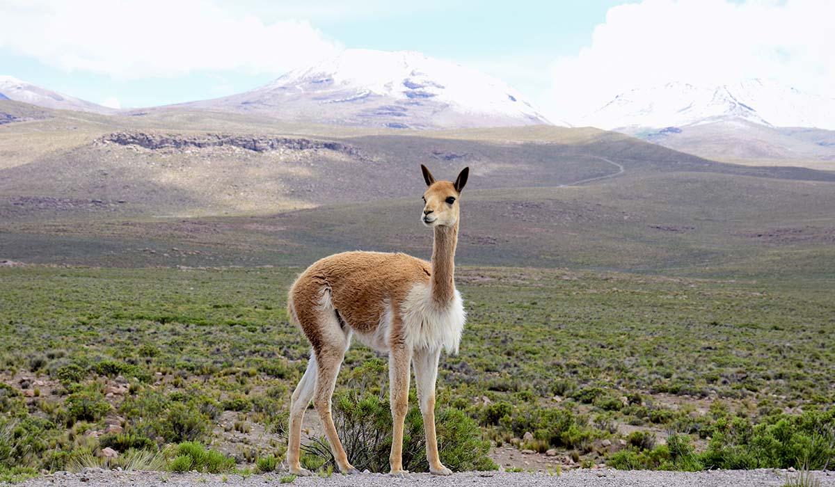 Colca Canyon tour