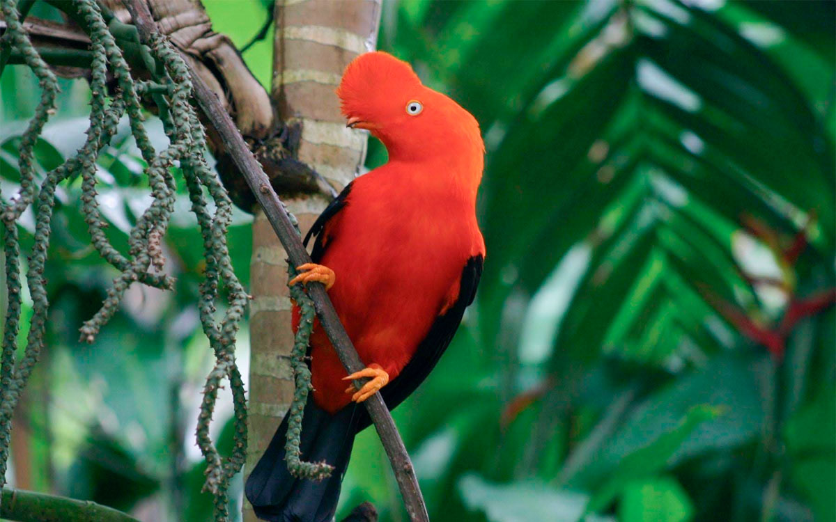 Manu National Park tour